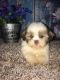 Shih Tzu Puppies for sale in Neodesha, KS 66757, USA. price: NA
