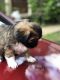 Shih Tzu Puppies for sale in Pontiac, MI, USA. price: NA