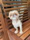 Shih Tzu Puppies for sale in Boca Raton, FL, USA. price: NA