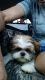 Shih Tzu Puppies for sale in Troy, MO, USA. price: NA