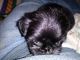 Shih Tzu Puppies for sale in Hudson, KY 40145, USA. price: NA
