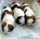 Shih Tzu Puppies for sale in Lorain, OH 44052, USA. price: $400