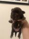 Shih Tzu Puppies for sale in Gilroy, CA 95020, USA. price: NA