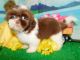Shih Tzu Puppies for sale in Hammond, IN, USA. price: $900