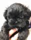 Shih Tzu Puppies for sale in Pensacola, FL, USA. price: $500