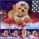 Shih Tzu Puppies for sale in Northridge, Los Angeles, CA, USA. price: NA