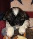 Shih Tzu Puppies for sale in Nashua, NH, USA. price: $900