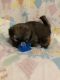 Shih Tzu Puppies for sale in Fuquay-Varina, NC 27526, USA. price: NA