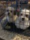 Shih Tzu Puppies for sale in Hudson, FL 34667, USA. price: NA