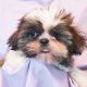 Shih Tzu Puppies for sale in Newport, MI 48166, USA. price: NA