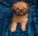 Shih Tzu Puppies for sale in Tolleson, AZ, USA. price: NA