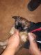 Shih Tzu Puppies for sale in Toccoa, GA 30577, USA. price: $700