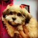 Shih Tzu Puppies for sale in Irving, TX, USA. price: NA