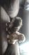 Shih Tzu Puppies for sale in Pontiac, MI, USA. price: NA