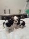 Shih Tzu Puppies for sale in Federal Way, WA, USA. price: NA