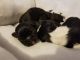 Shih Tzu Puppies for sale in Rimini, SC 29125, USA. price: NA
