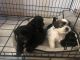 Shih Tzu Puppies for sale in 7304 Motz St, Paramount, CA 90723, USA. price: NA