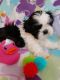 Shih Tzu Puppies for sale in Parrish, AL 35580, USA. price: NA