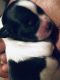 Shih Tzu Puppies for sale in High Point, NC, USA. price: NA