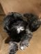 Shih Tzu Puppies for sale in Henrico, VA 23294, USA. price: NA