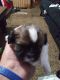Shih Tzu Puppies for sale in Rogersville, TN 37857, USA. price: $400