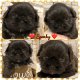 Shih Tzu Puppies for sale in 7639 US-64, Selmer, TN 38375, USA. price: $1,000