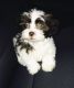 Shih Tzu Puppies for sale in Newport News, VA, USA. price: NA