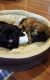 Shih Tzu Puppies for sale in Lake Ozark, MO, USA. price: $950