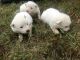 Shih Tzu Puppies for sale in Lewisburg, TN 37091, USA. price: NA