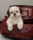 Shih Tzu Puppies for sale in 4700 Boone Rd, Benton, AR 72022, USA. price: NA