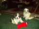 Shih Tzu Puppies for sale in Winterville, GA 30683, USA. price: NA