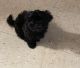 Shih Tzu Puppies for sale in Manhattan, New York, NY, USA. price: NA