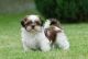 Shih Tzu Puppies for sale in 02906 Sereno Ln, Fort Worth, TX 76244, USA. price: NA