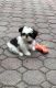 Shih Tzu Puppies for sale in East Windsor, NJ, USA. price: $800