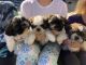 Shih Tzu Puppies for sale in Greenwood, IN, USA. price: NA
