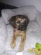 Shih Tzu Puppies for sale in 4591 NW 19th St, Lauderhill, FL 33313, USA. price: NA