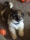 Shih Tzu Puppies for sale in Jackson, MS, USA. price: $600