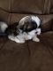 Shih Tzu Puppies for sale in 1119 Rich Moor Cir, Orlando, FL 32807, USA. price: NA