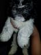 Shih Tzu Puppies for sale in 730 Vaught St, Pontiac, MI 48340, USA. price: NA