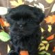 Shih Tzu Puppies for sale in 27 Cynthia St, Westwego, LA 70094, USA. price: $600