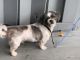 Shih Tzu Puppies for sale in Sterling Heights, MI, USA. price: $400