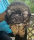 Shih Tzu Puppies for sale in Brewton, AL 36426, USA. price: NA