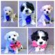 Shih Tzu Puppies for sale in Hampstead, MD 21074, USA. price: $600