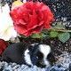 Shih Tzu Puppies for sale in Elgin, SC, USA. price: $1,400