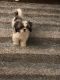 Shih Tzu Puppies for sale in Sinking Spring, PA 19608, USA. price: NA