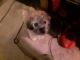 Shih Tzu Puppies for sale in Dryden, WA 98821, USA. price: NA