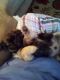 Shih Tzu Puppies for sale in Morehead, KY 40351, USA. price: $150