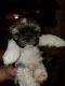 Shih Tzu Puppies for sale in Laurel, MD, USA. price: NA