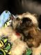 Shih Tzu Puppies for sale in Huntington, WV 25704, USA. price: $3,000