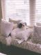 Shih Tzu Puppies for sale in Kennesaw, GA, USA. price: NA
